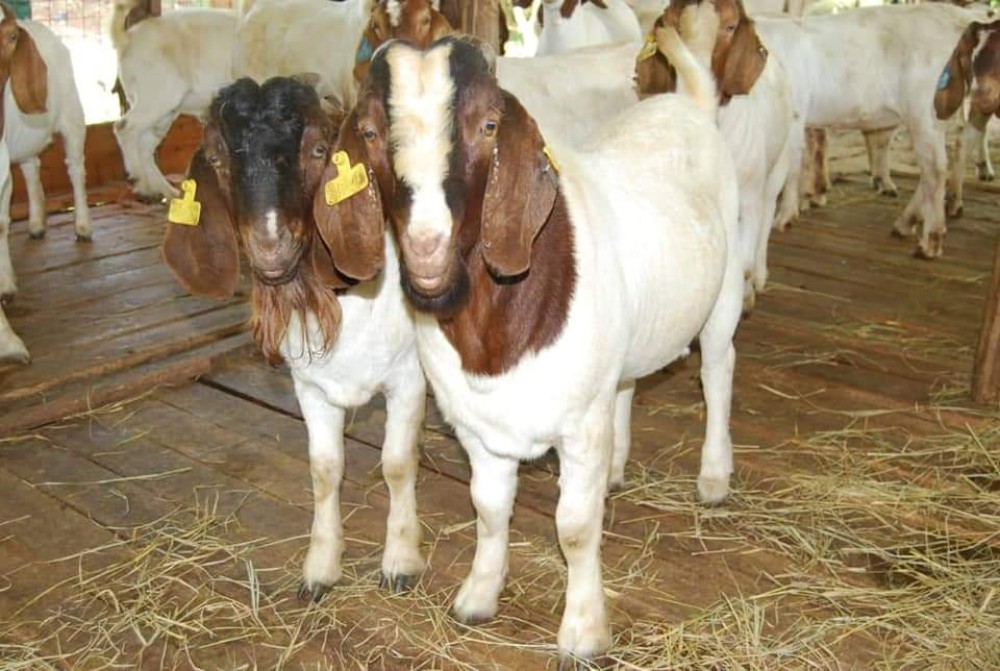 goats for sale. whatsap +255764365222