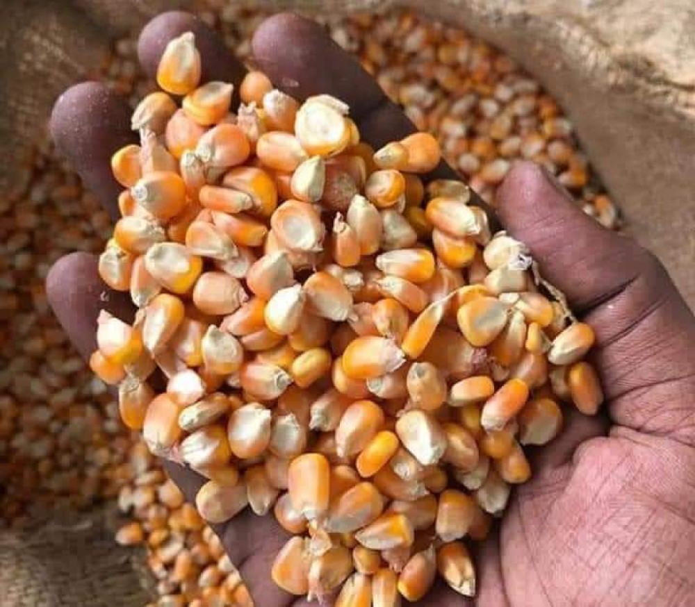 cashew nuts for sale. whatsap +255764365222